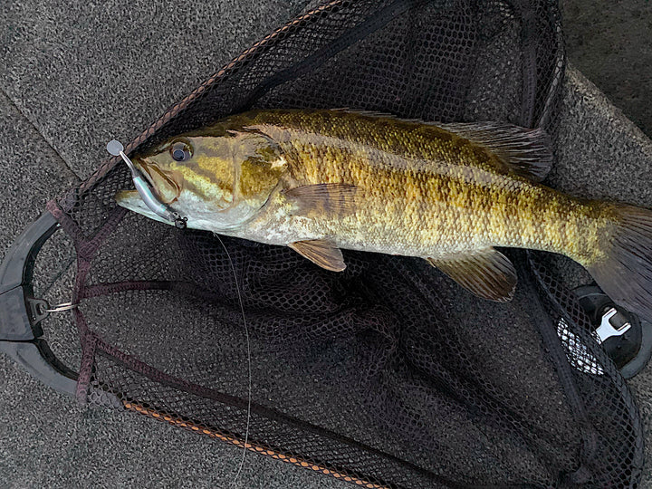 LiL TUFFY Swimbait 10 Pack
