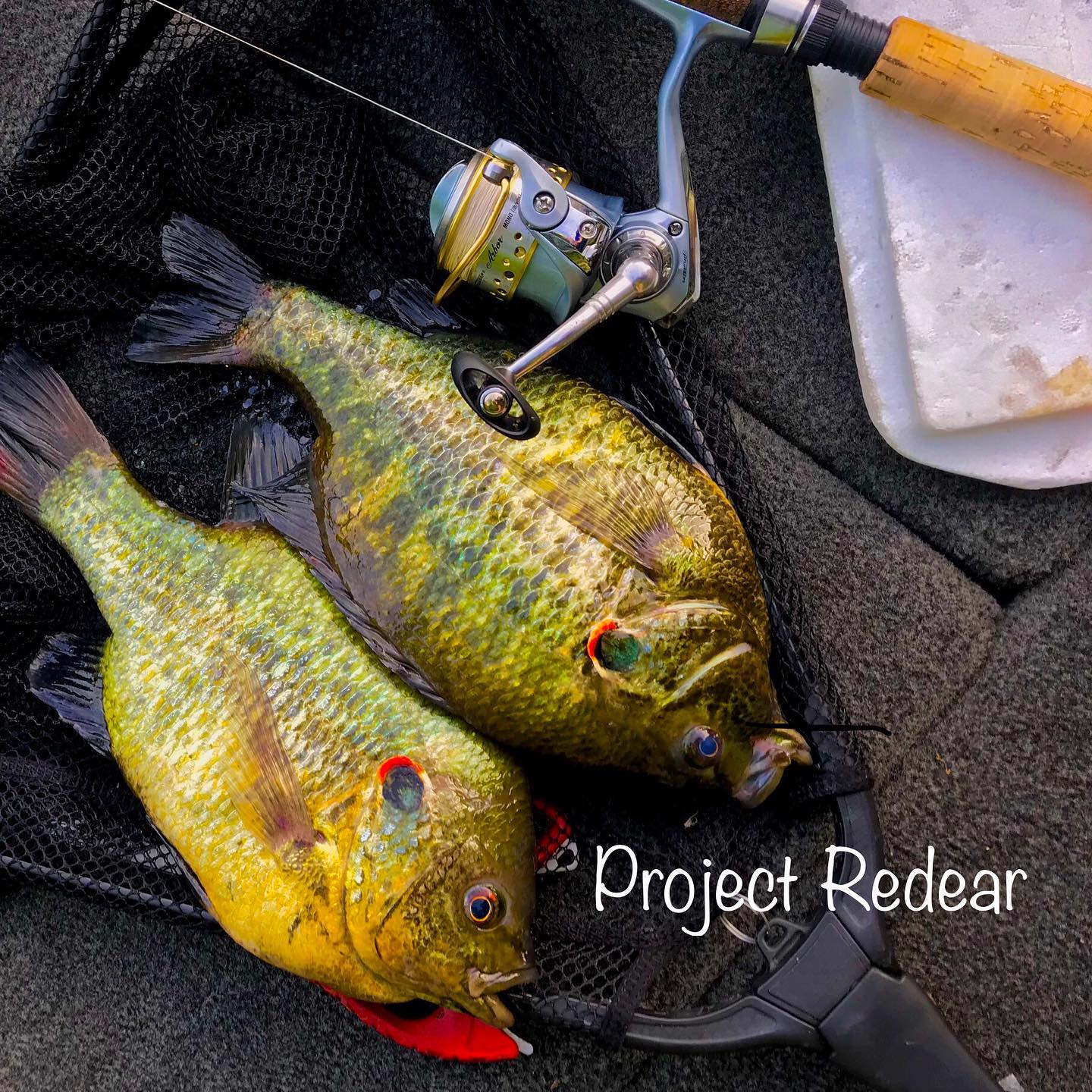 Shellcracker Fish Mount Shellcracker – Rambling Angler Outdoor Products