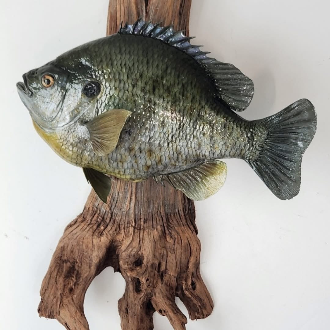 Redear Fishing Lake Havasu