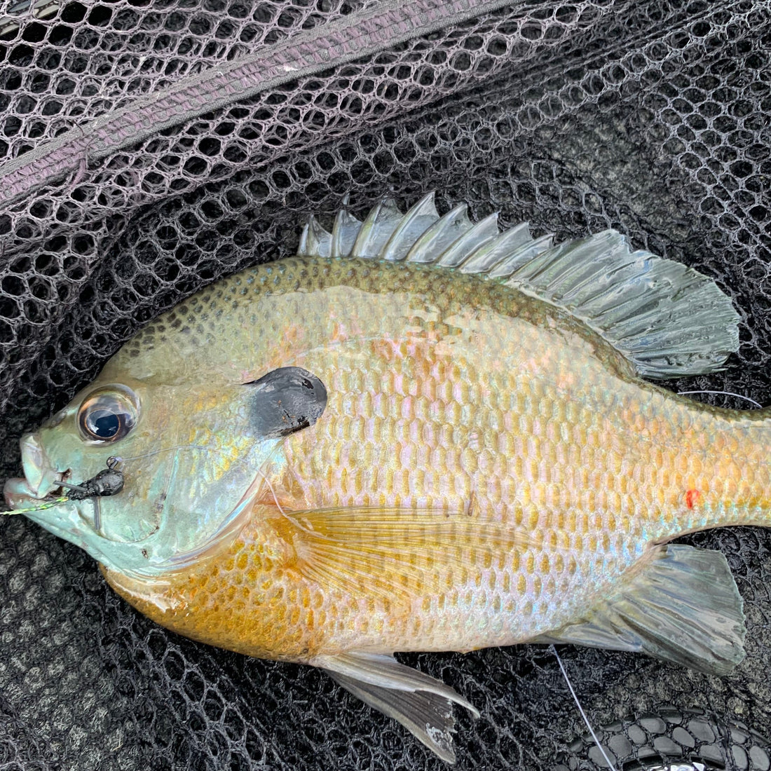 How I Fish The Hairy Cricket Jig For Big Redear and Bluegills