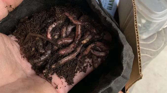 Red Worms for Catching Redear Sunfish