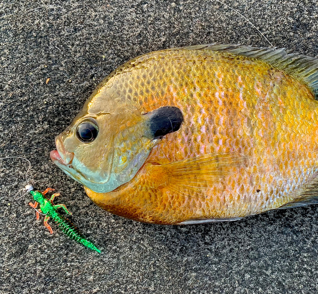 best lure for pan fish Slab Dragon Panfish and Trout Bait – Rambling Angler Outdoor Products