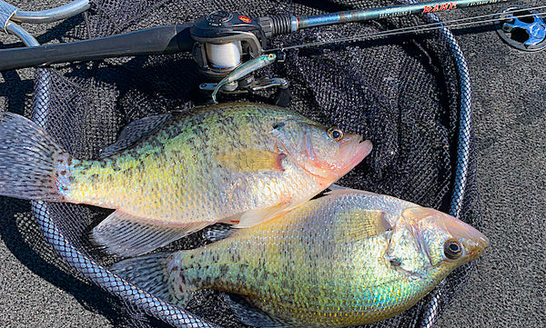 crappie on the Li'L TUFFY swimbait