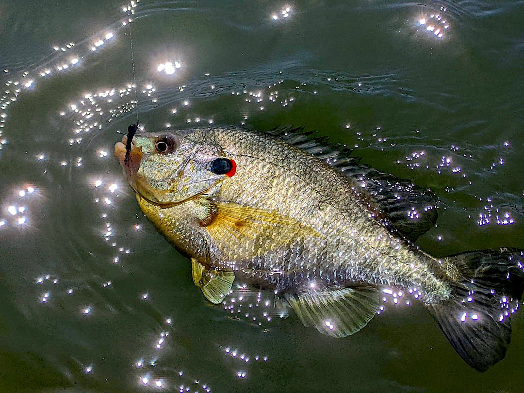 Big shellcracker on the Hairy Cricket Jig